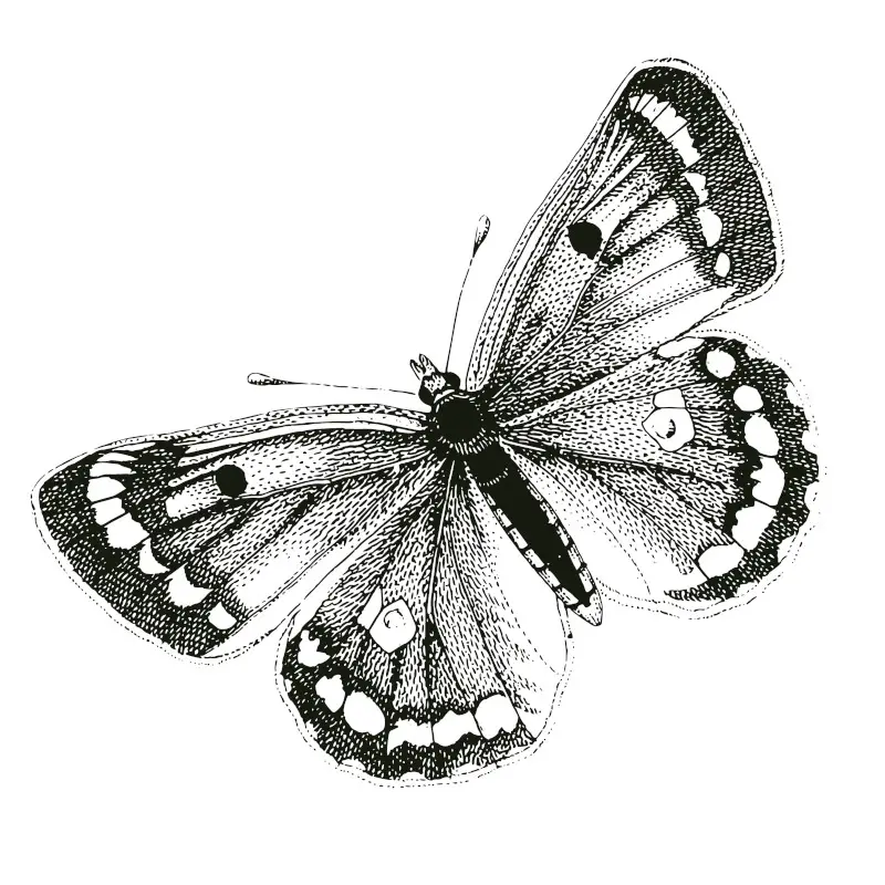 Butterfly Detailed Sketch